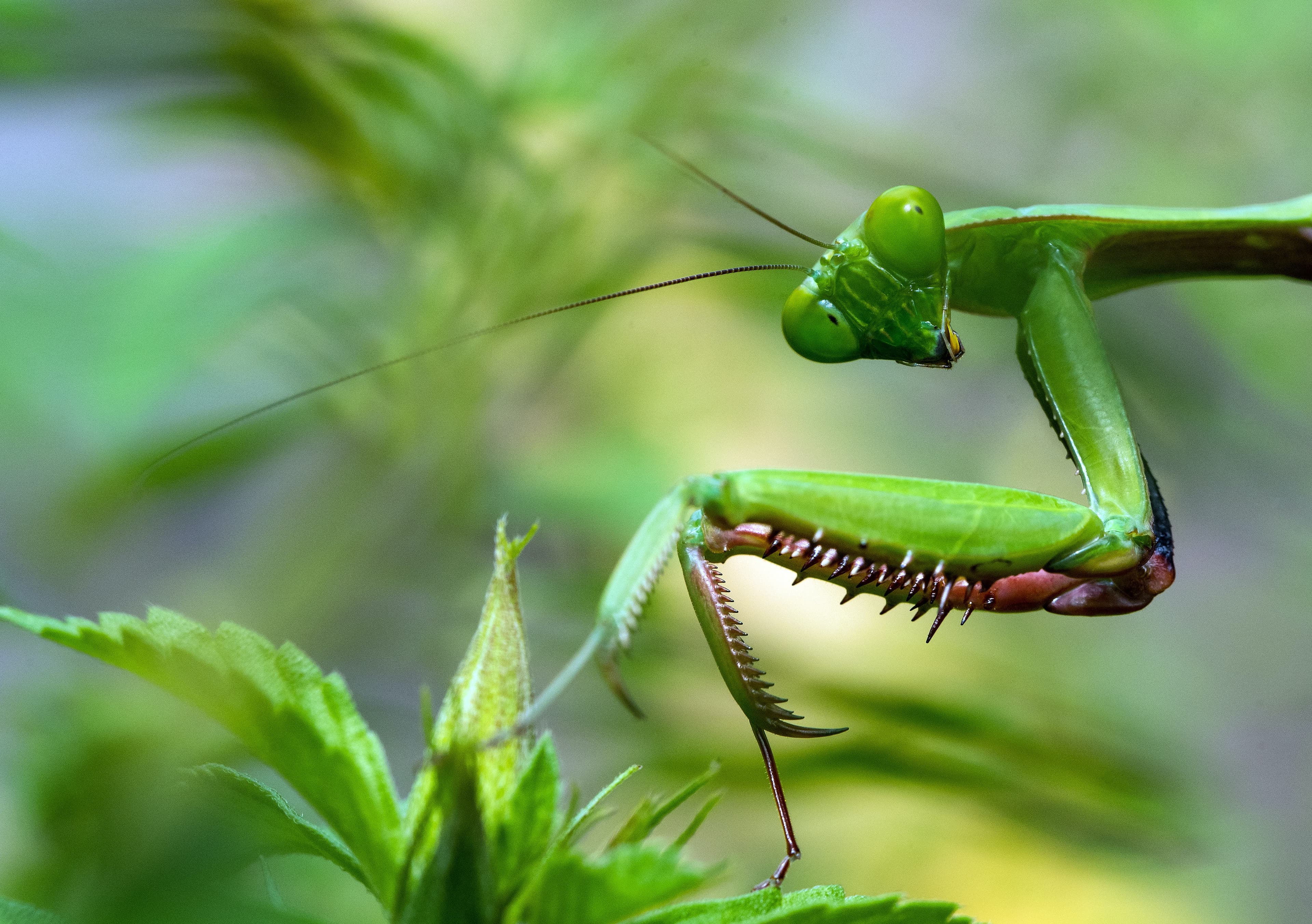 A green bug camoflauged to symbolically reference the inevitable bugs written during the process of software development.